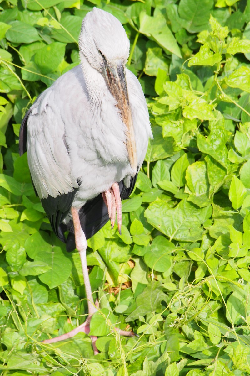 Matxardamoko zuria - ML646776679