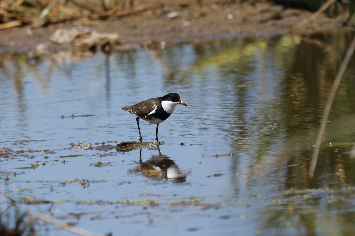 Red-kneed Dotterel - ML646776681