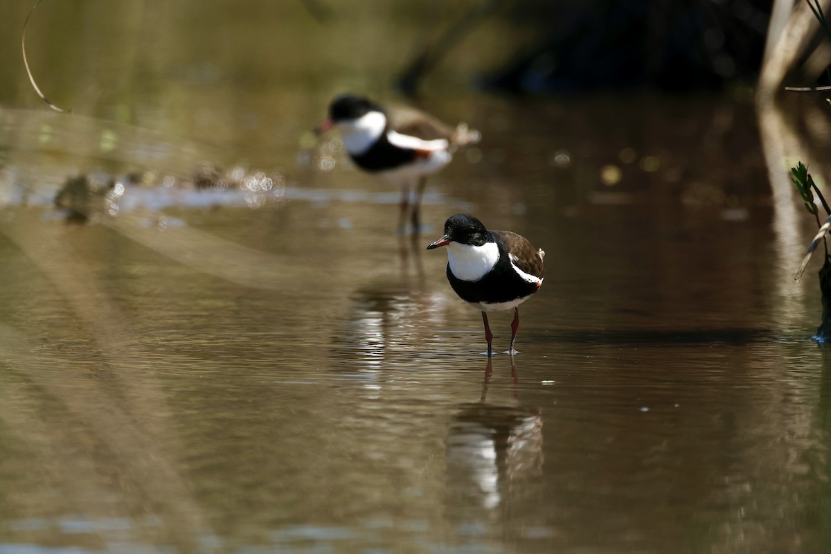 Red-kneed Dotterel - ML646776682