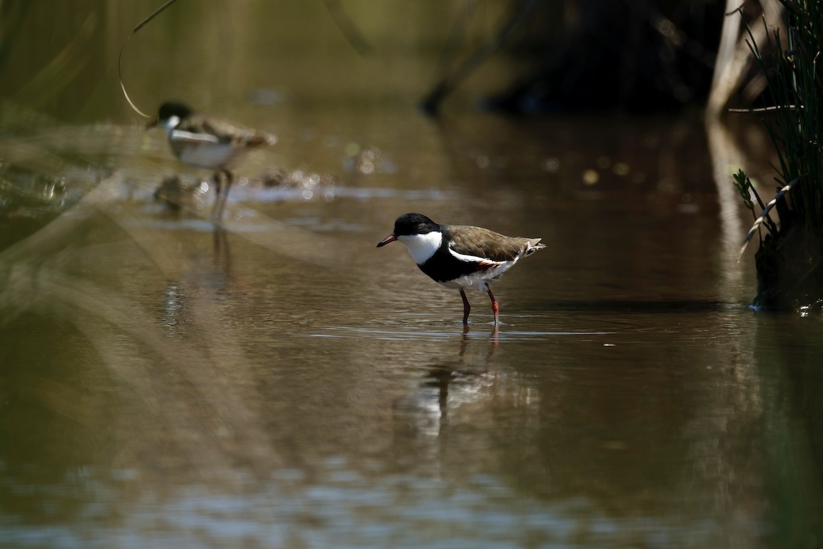 Red-kneed Dotterel - ML646776683