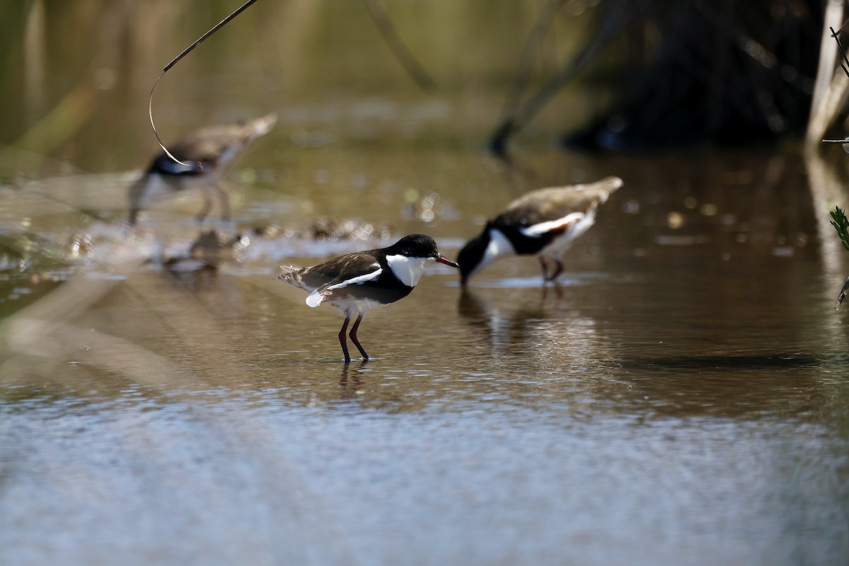 Red-kneed Dotterel - ML646776684