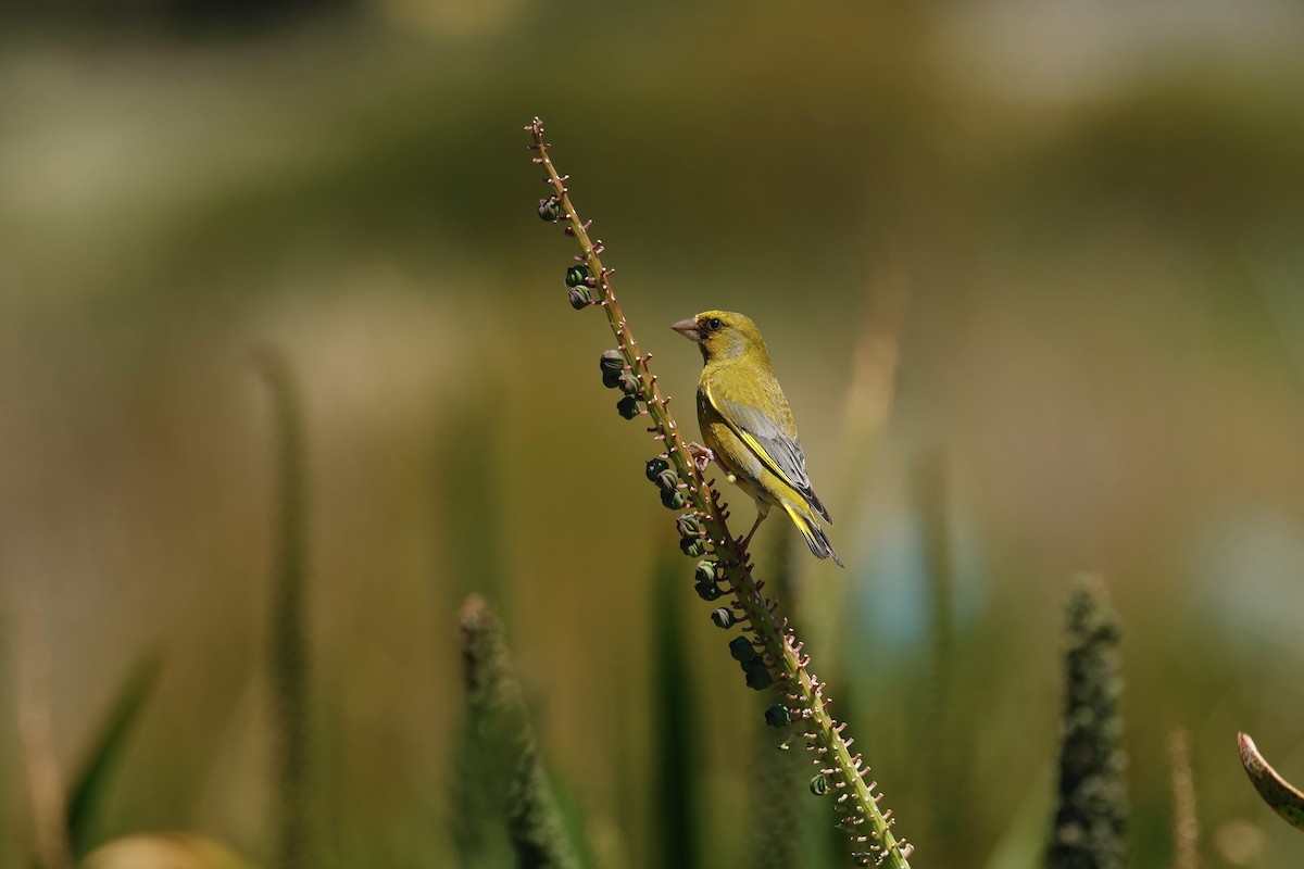 European Greenfinch - ML646776687