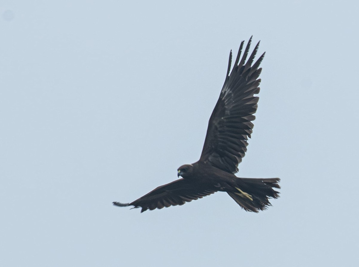 Western Marsh Harrier - ML646776690