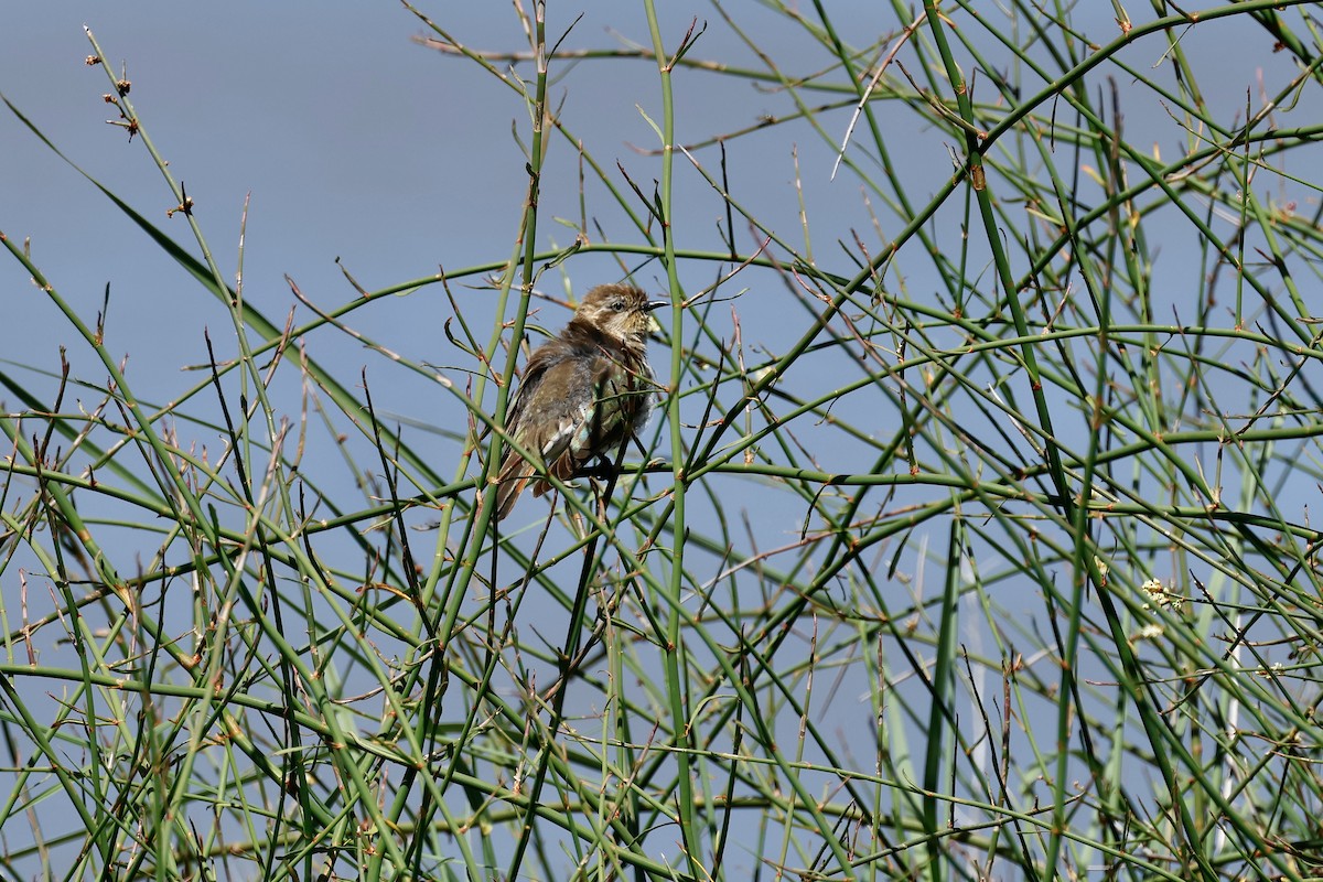 Horsfield's Bronze-Cuckoo - ML646776691