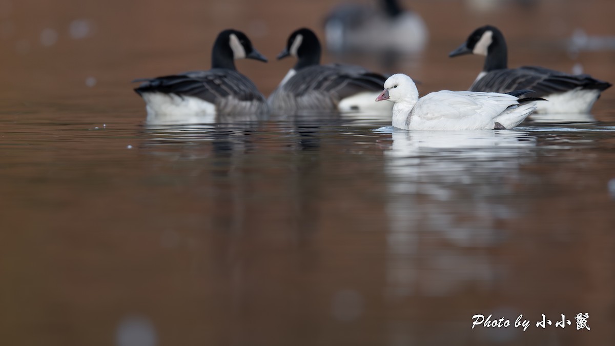 Küçük Kar Kazı - ML646776695