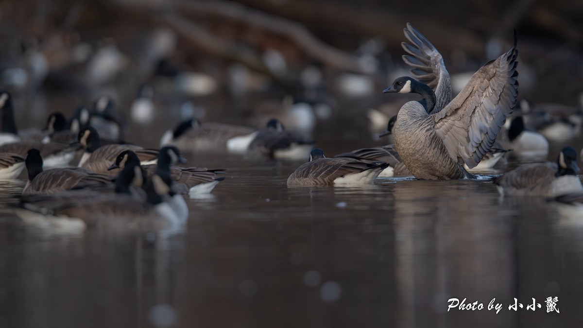 Kanada Kazı - ML646776696