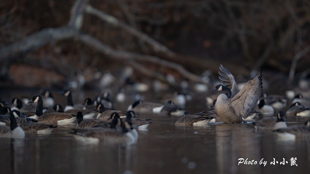 Kanada Kazı - ML646776697