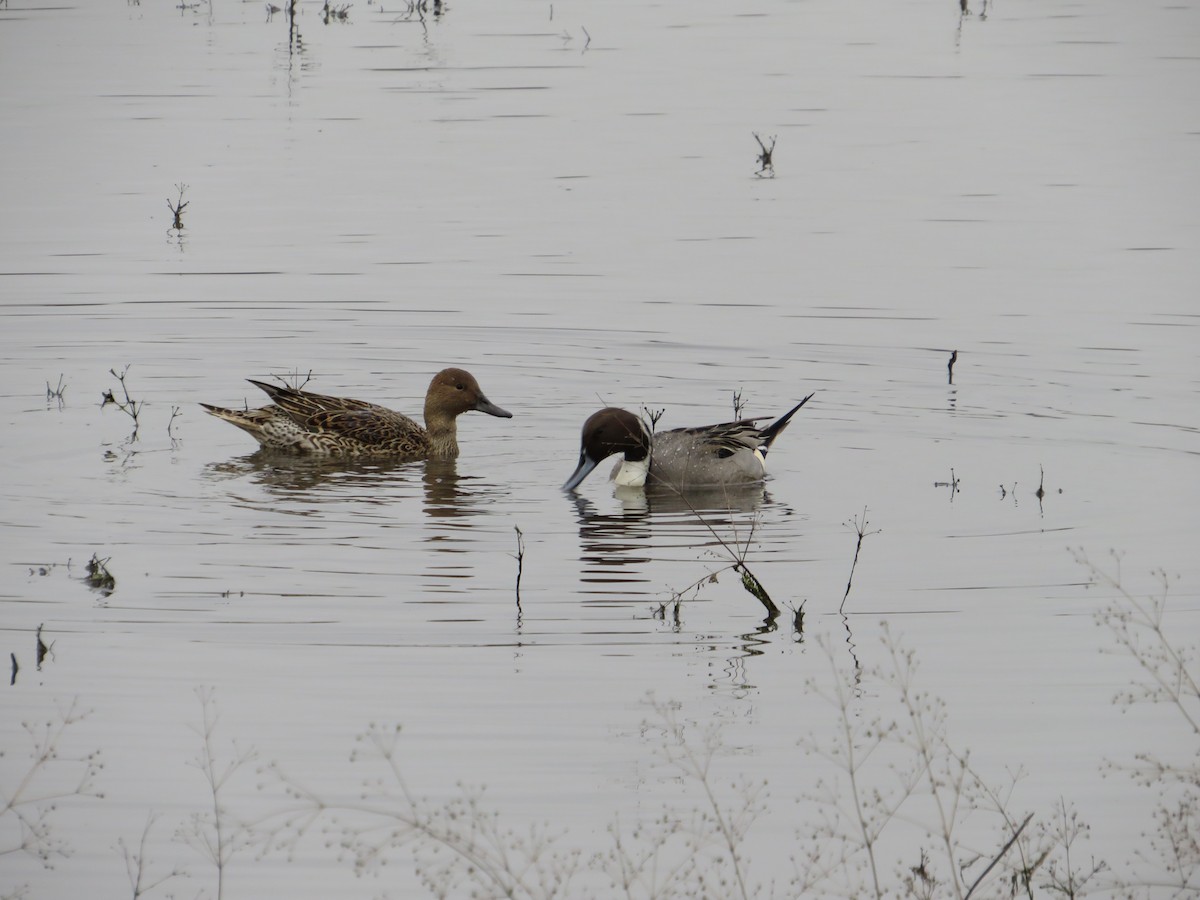Northern Pintail - ML646776698