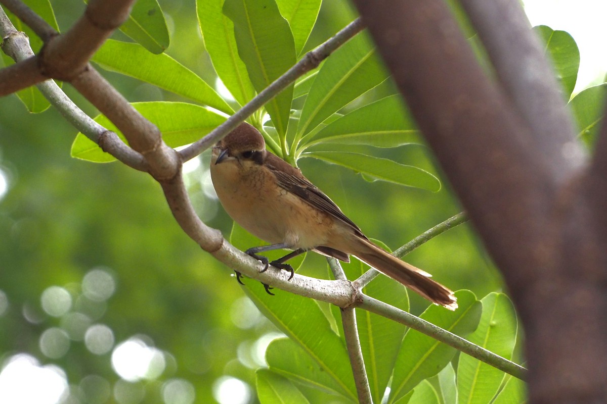 Antzandobi arrea - ML646776699