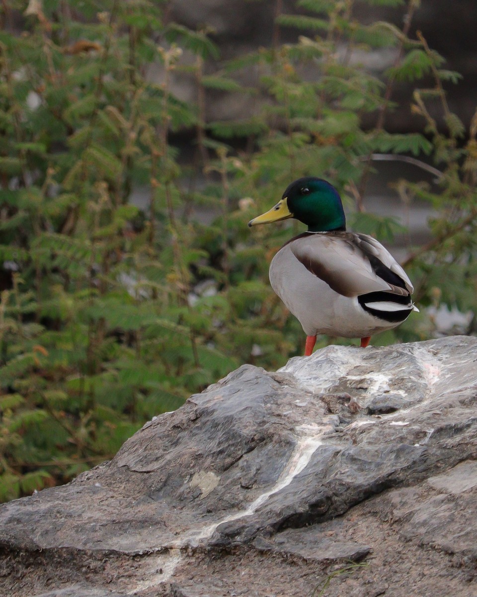 Stockente - ML646776701