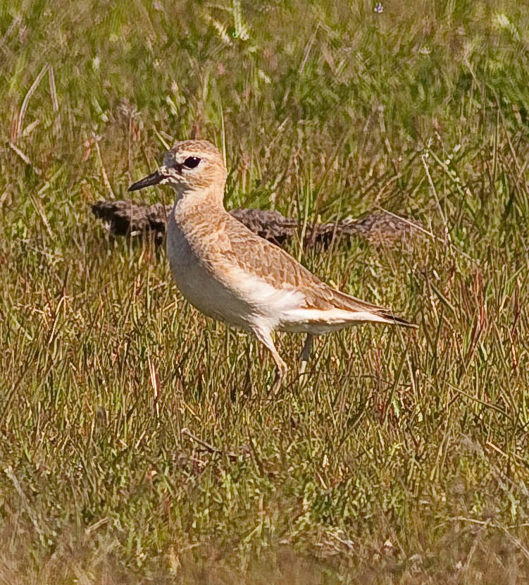 Mountain Plover - ML646776702