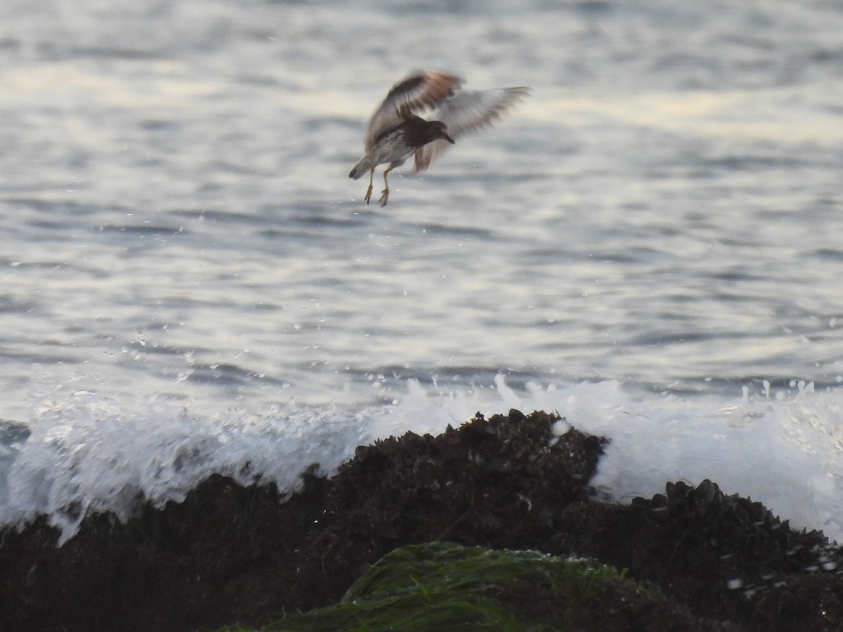Surfbird - ML646776708
