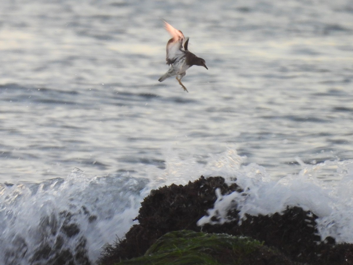 Surfbird - ML646776711
