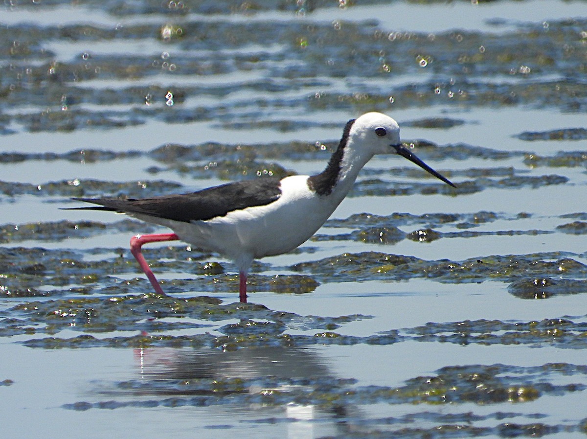 Австралийский ходулочник - ML646776712