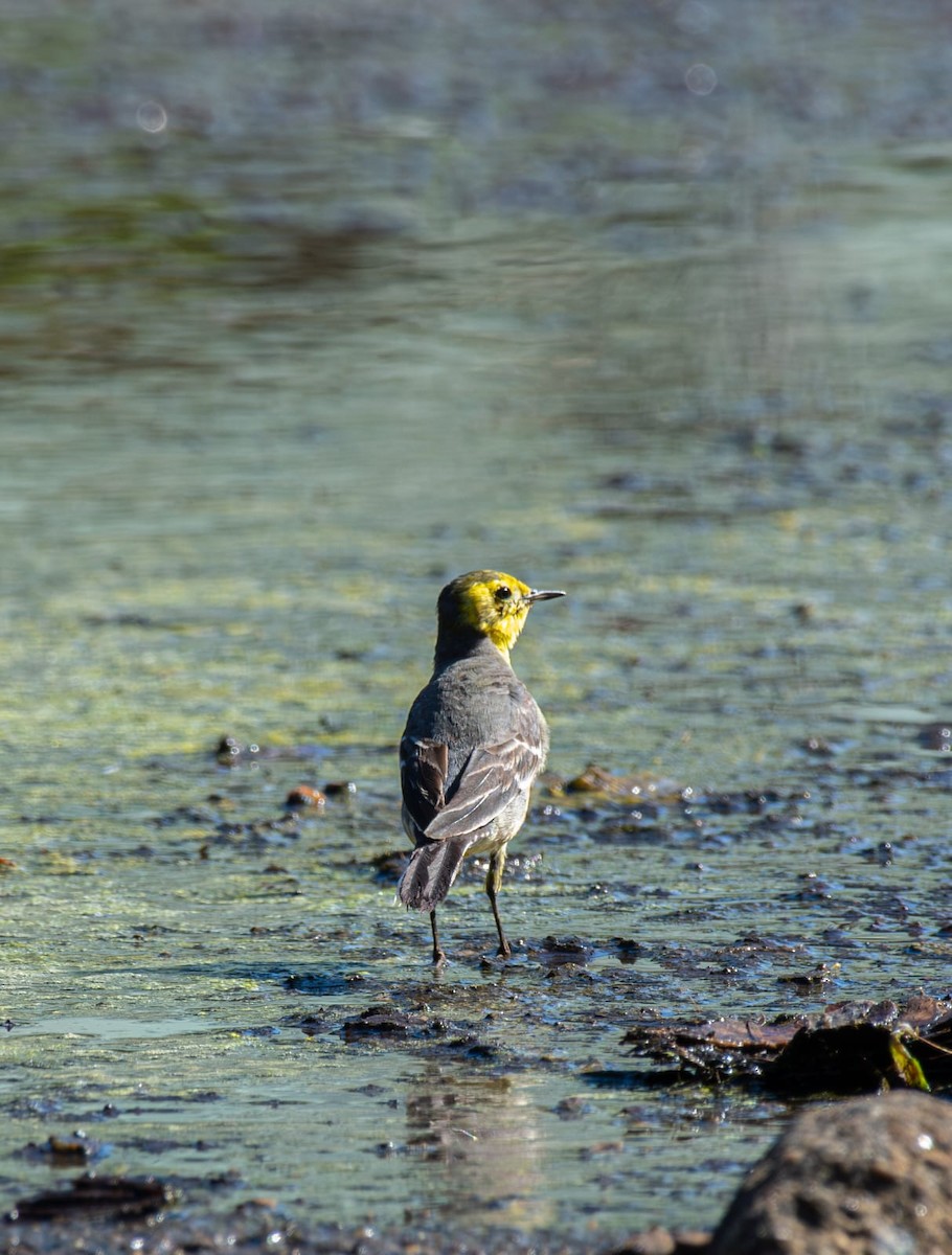 Citrine Wagtail - ML646776713
