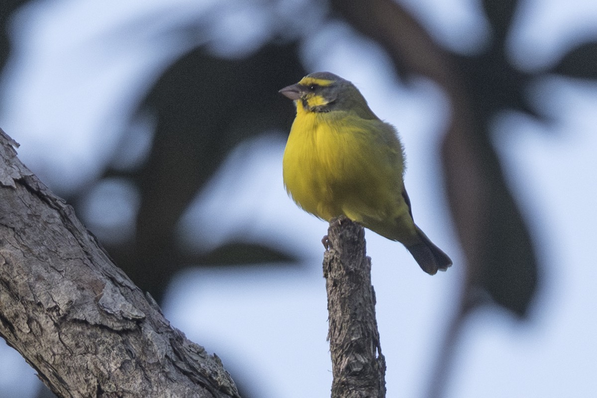 Щедрик жовтолобий - ML646776714