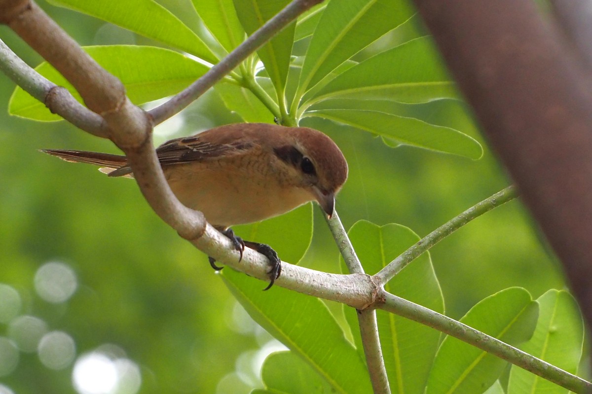 Antzandobi arrea - ML646776716