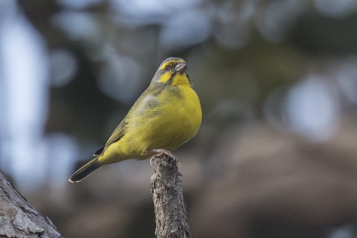 Щедрик жовтолобий - ML646776720