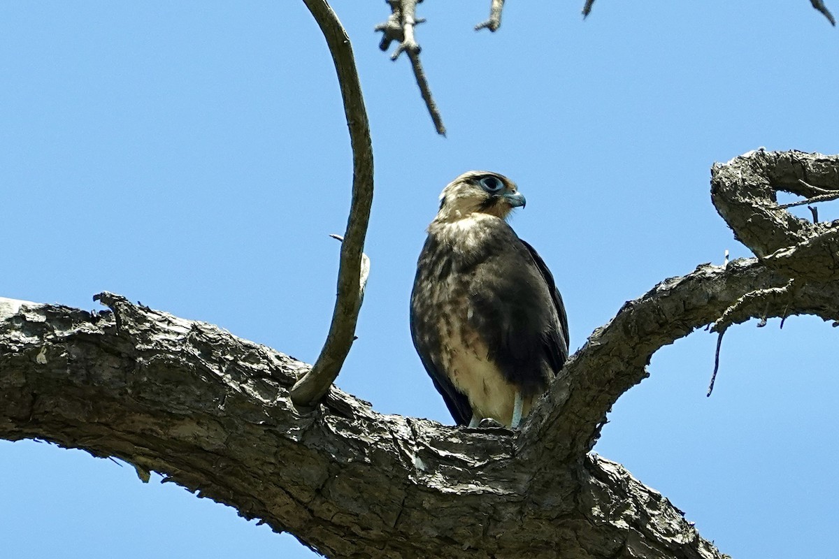 Brown Falcon - ML646776723
