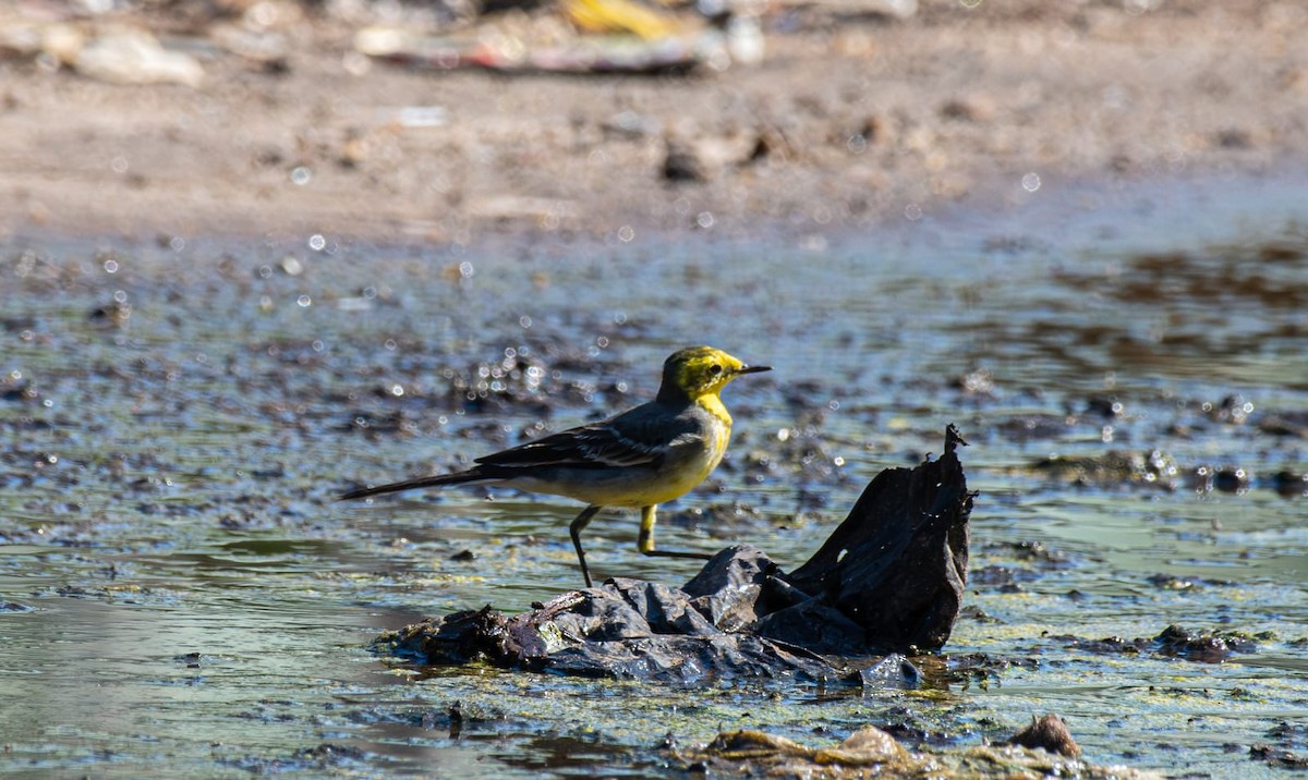 Citrine Wagtail - ML646776724