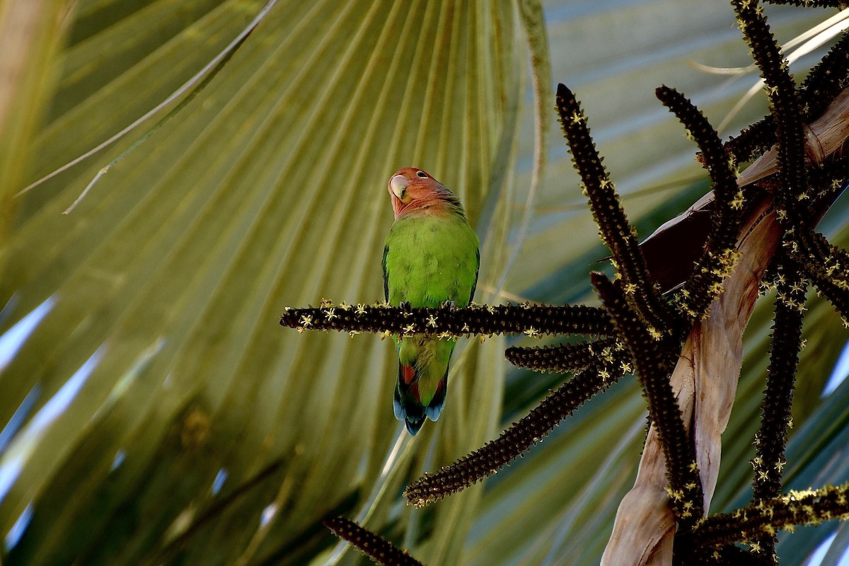 Rosy-faced Lovebird - ML646776725