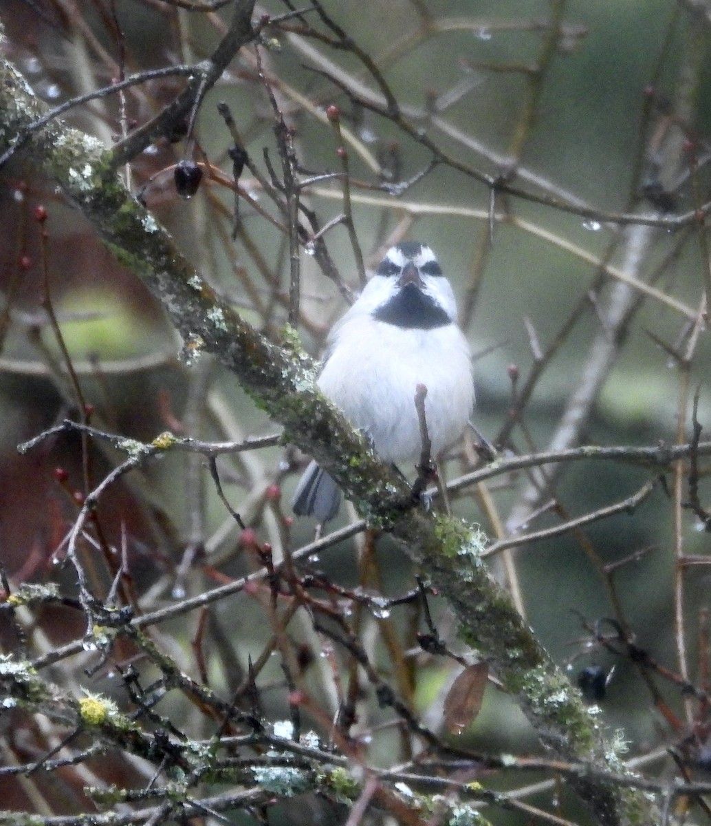 Mountain Chickadee - ML646776726