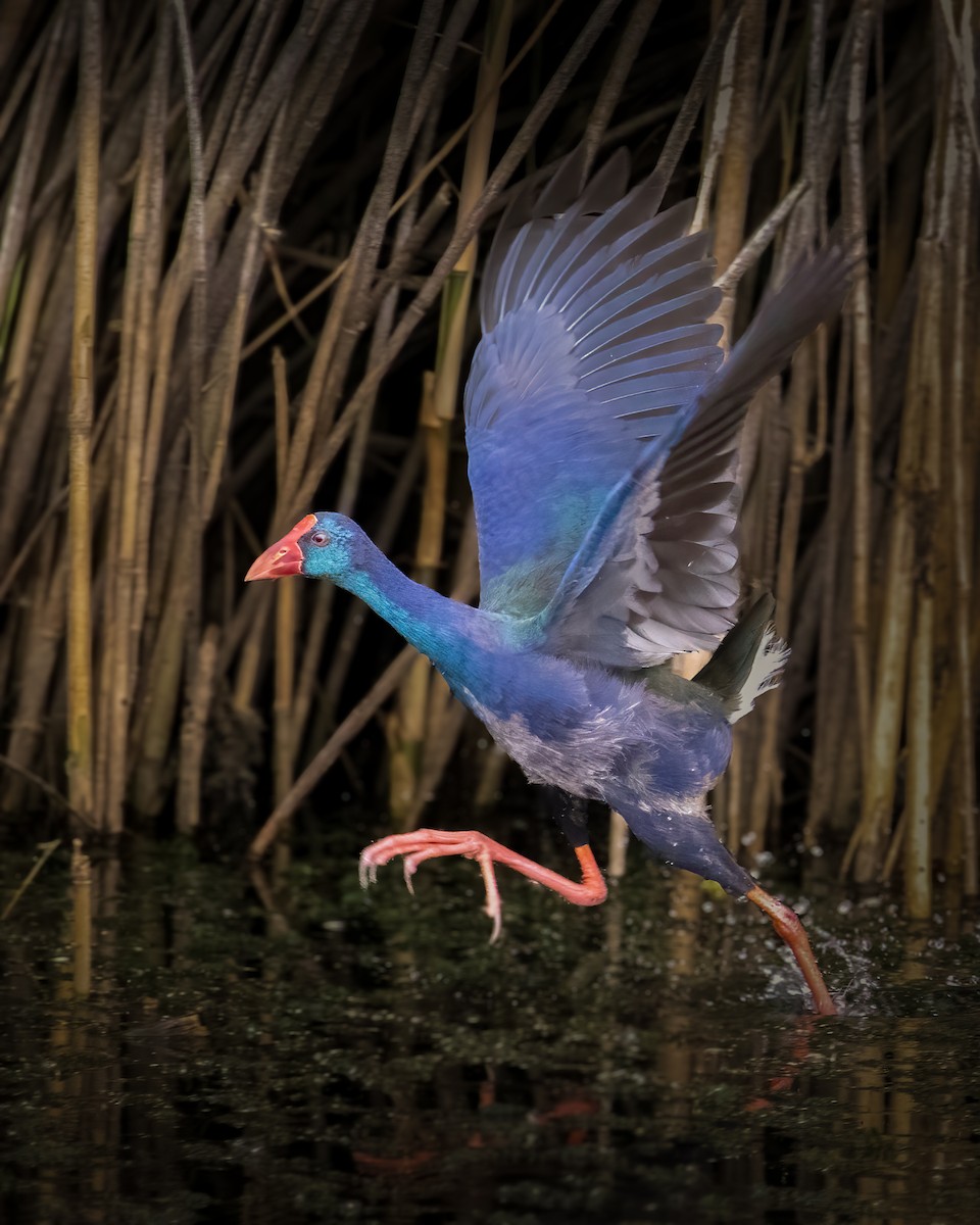 Smaragdhuhn - ML646776727