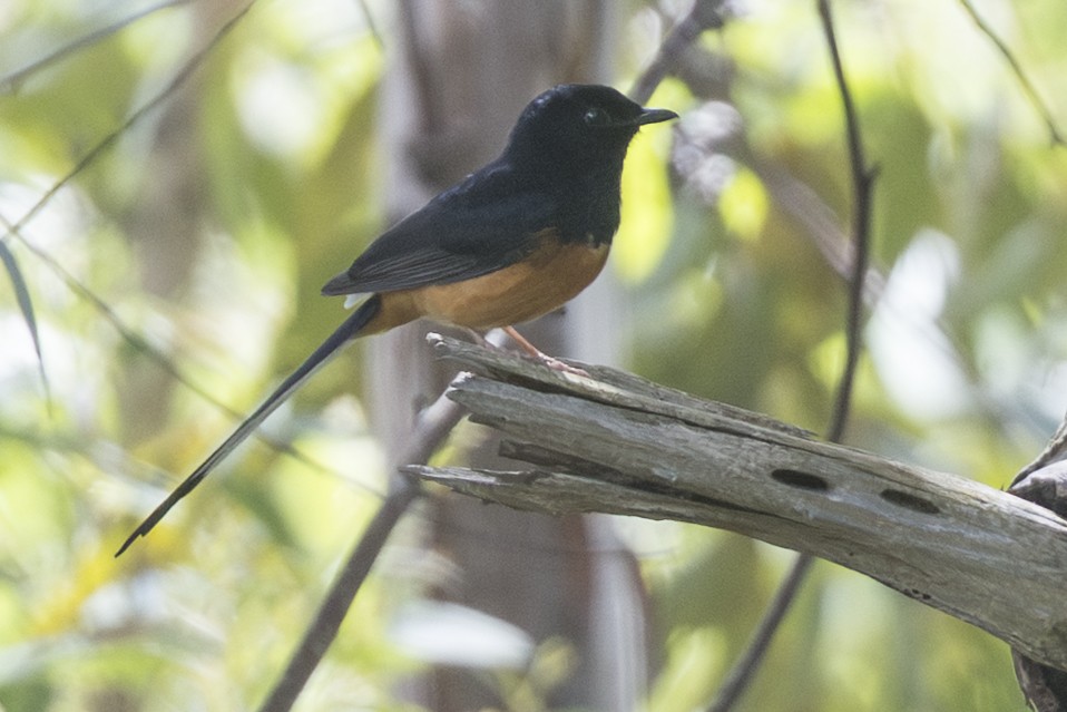 Шама білогуза - ML646776729