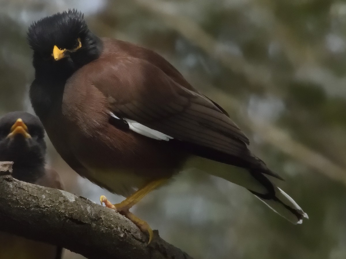 Çiğdeci - ML646776731