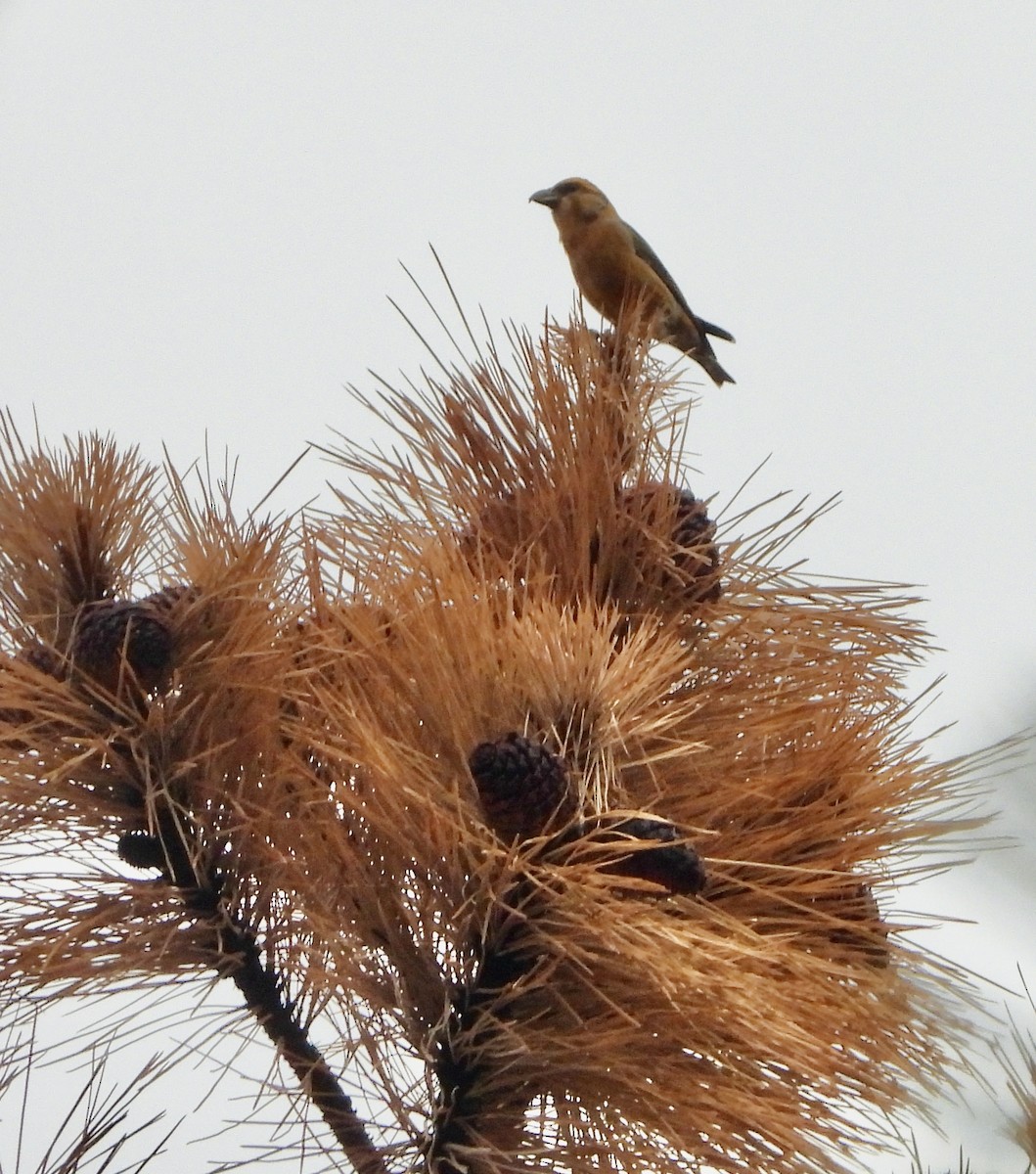 Crociere comune - ML646776732