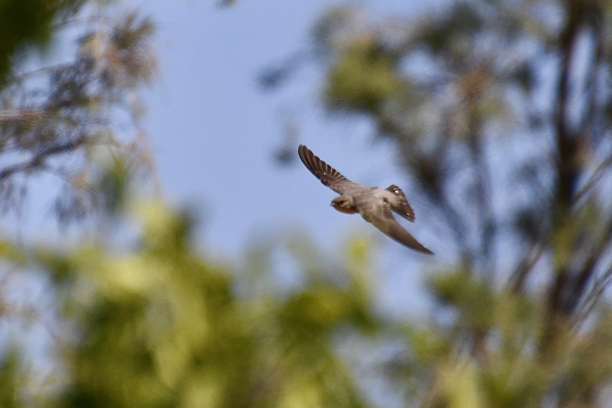 Southern Crag-Martin - ML646776739