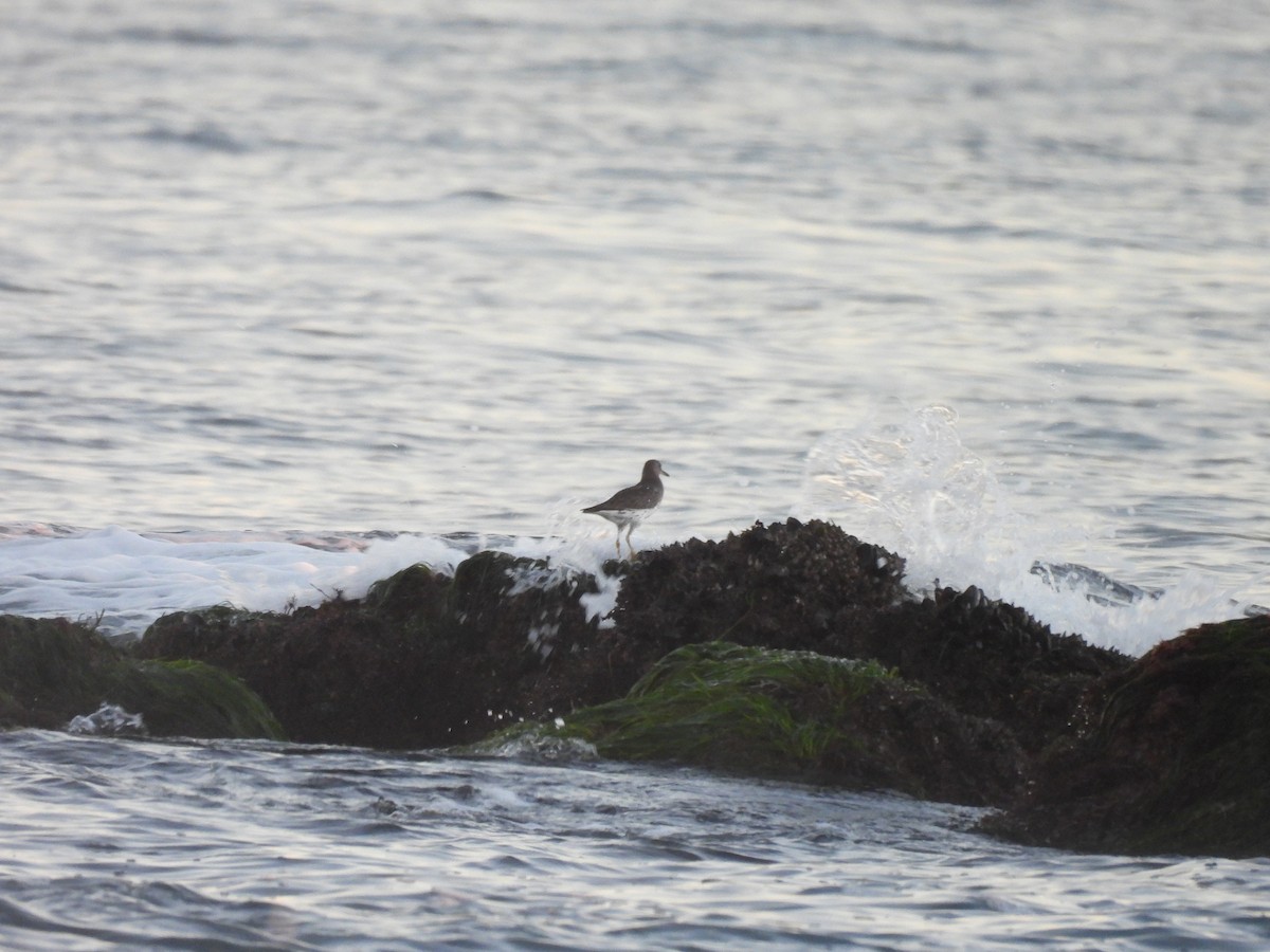 Surfbird - ML646776740