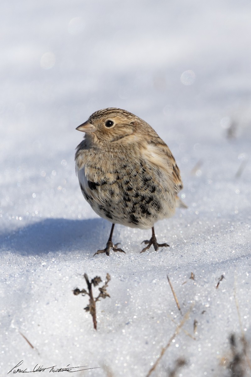 Chestnut-collared Longspur - ML646776741