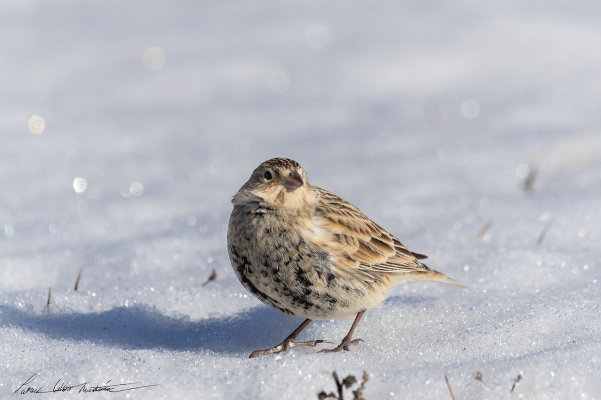Chestnut-collared Longspur - ML646776742