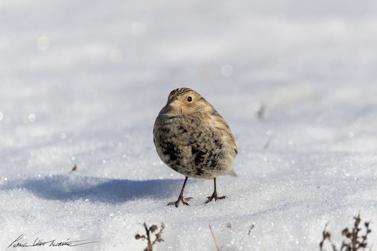 Chestnut-collared Longspur - ML646776743