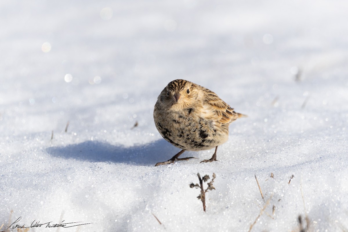 Chestnut-collared Longspur - ML646776744