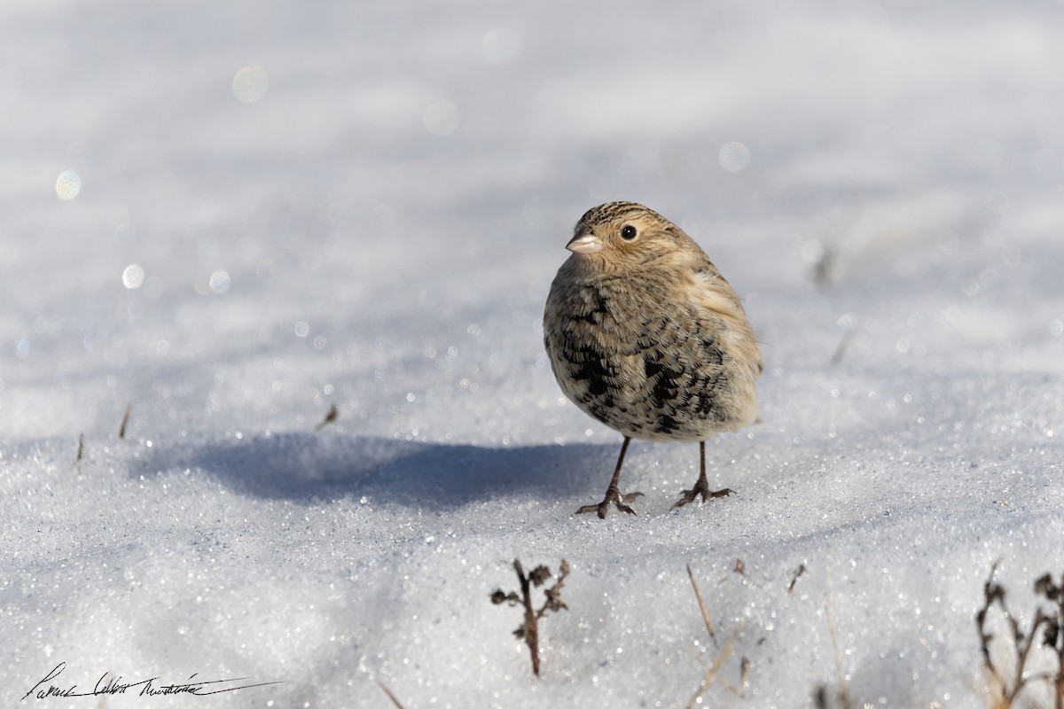 Chestnut-collared Longspur - ML646776745