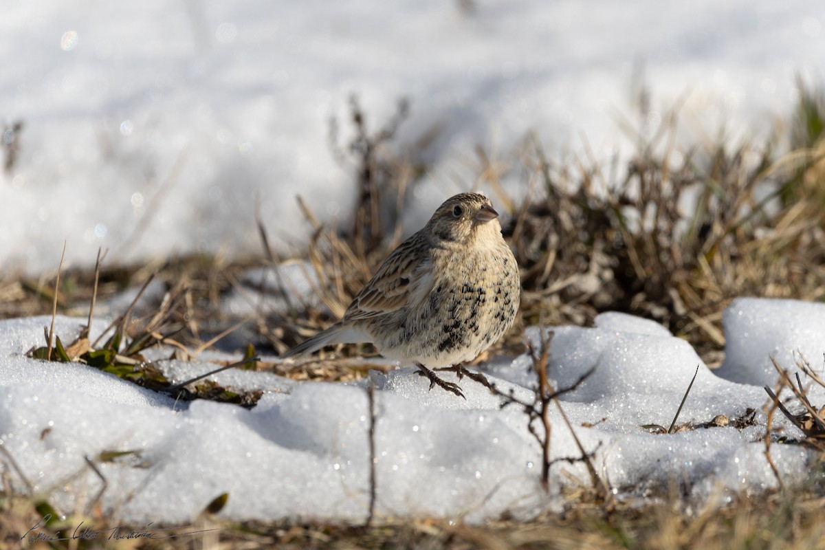 Chestnut-collared Longspur - ML646776746