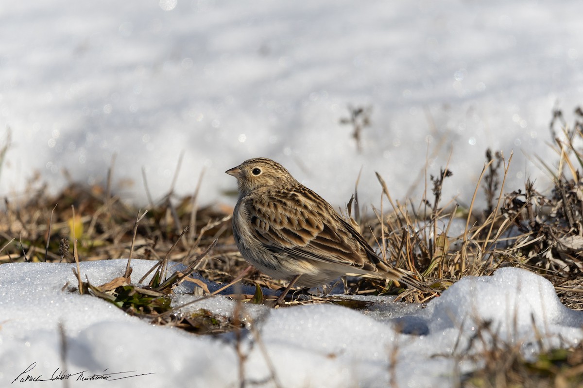 Chestnut-collared Longspur - ML646776747
