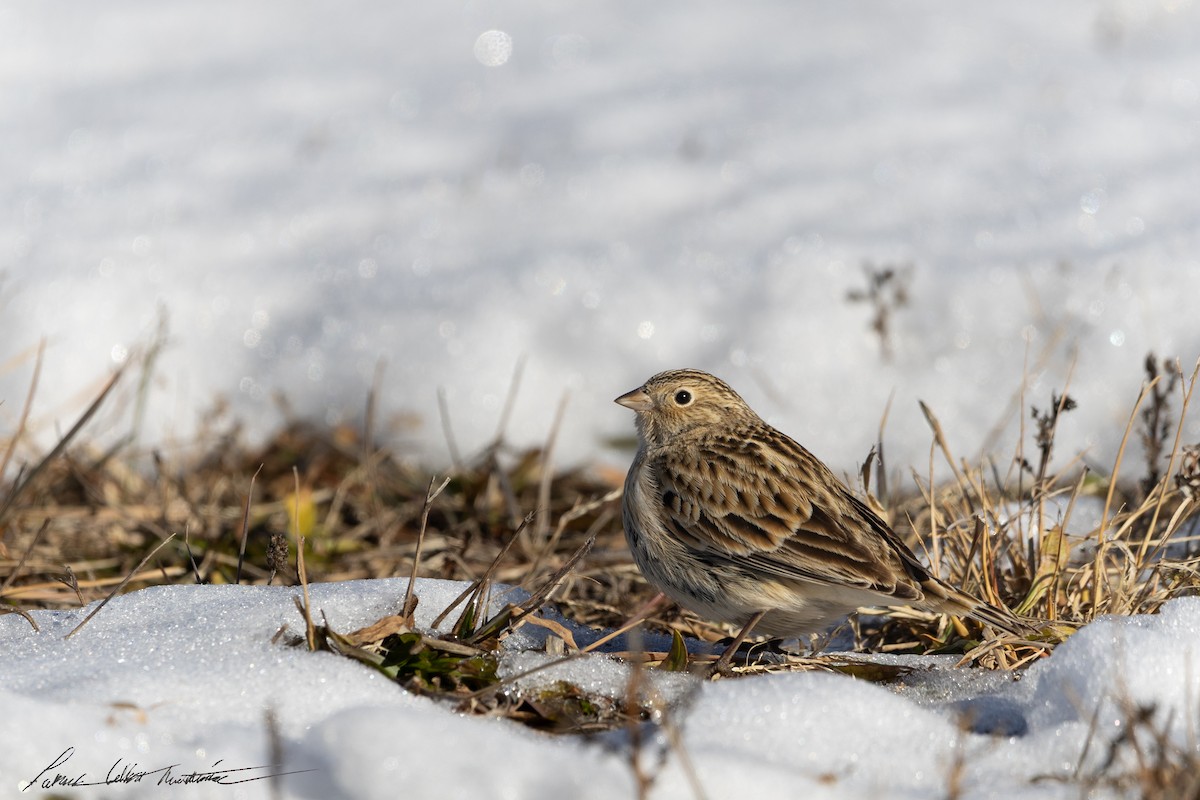 Chestnut-collared Longspur - ML646776748
