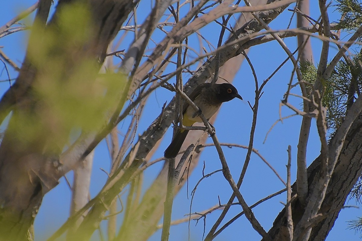 Black-fronted Bulbul - ML646776750