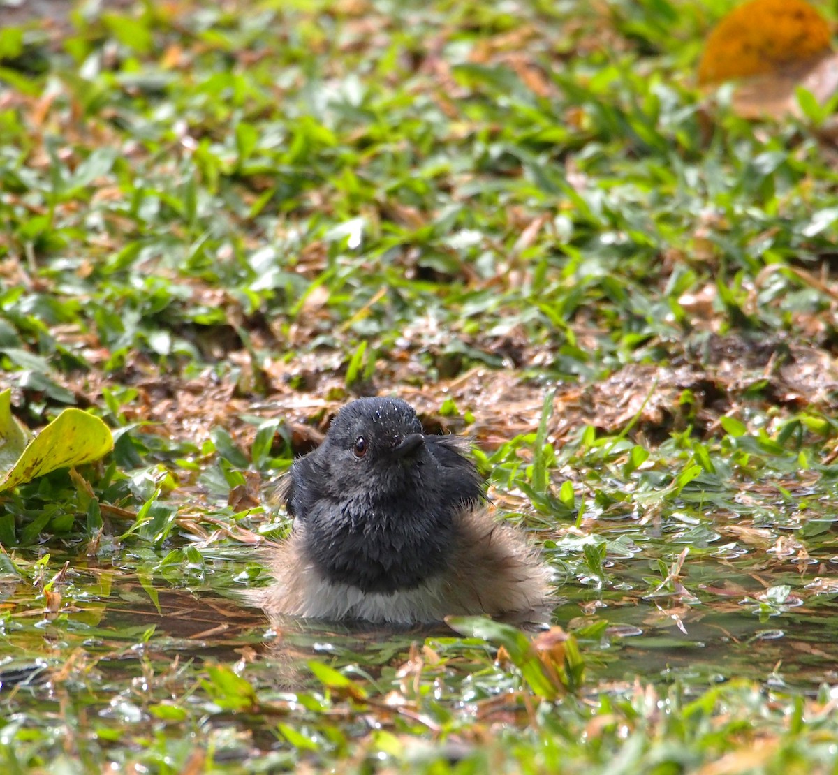 Oriental Magpie-Robin - ML646776751