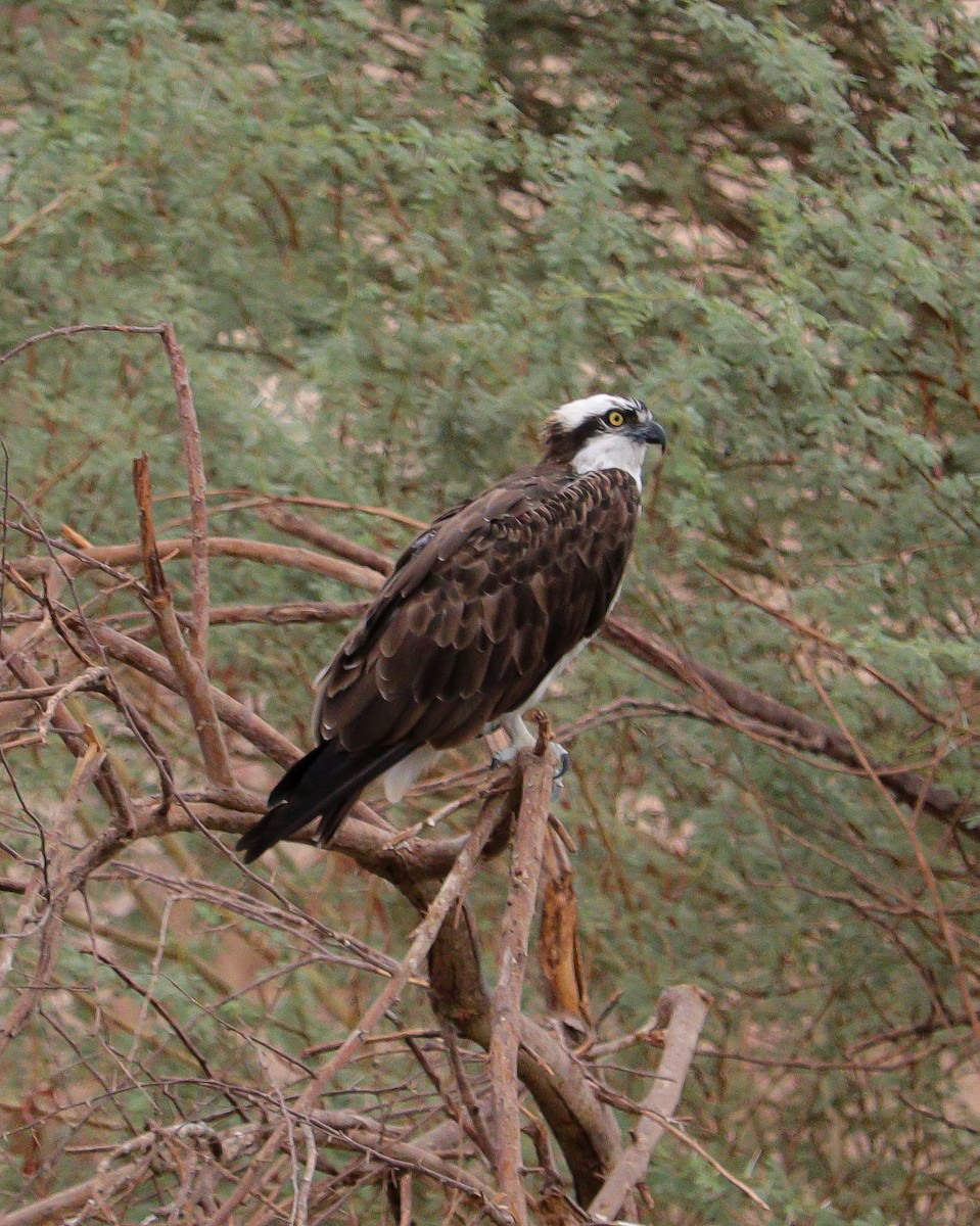 Fischadler - ML646776752