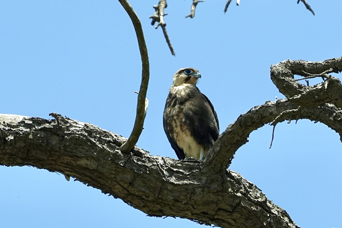 Brown Falcon - ML646776753