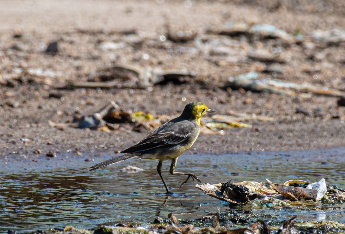 Citrine Wagtail - ML646776754