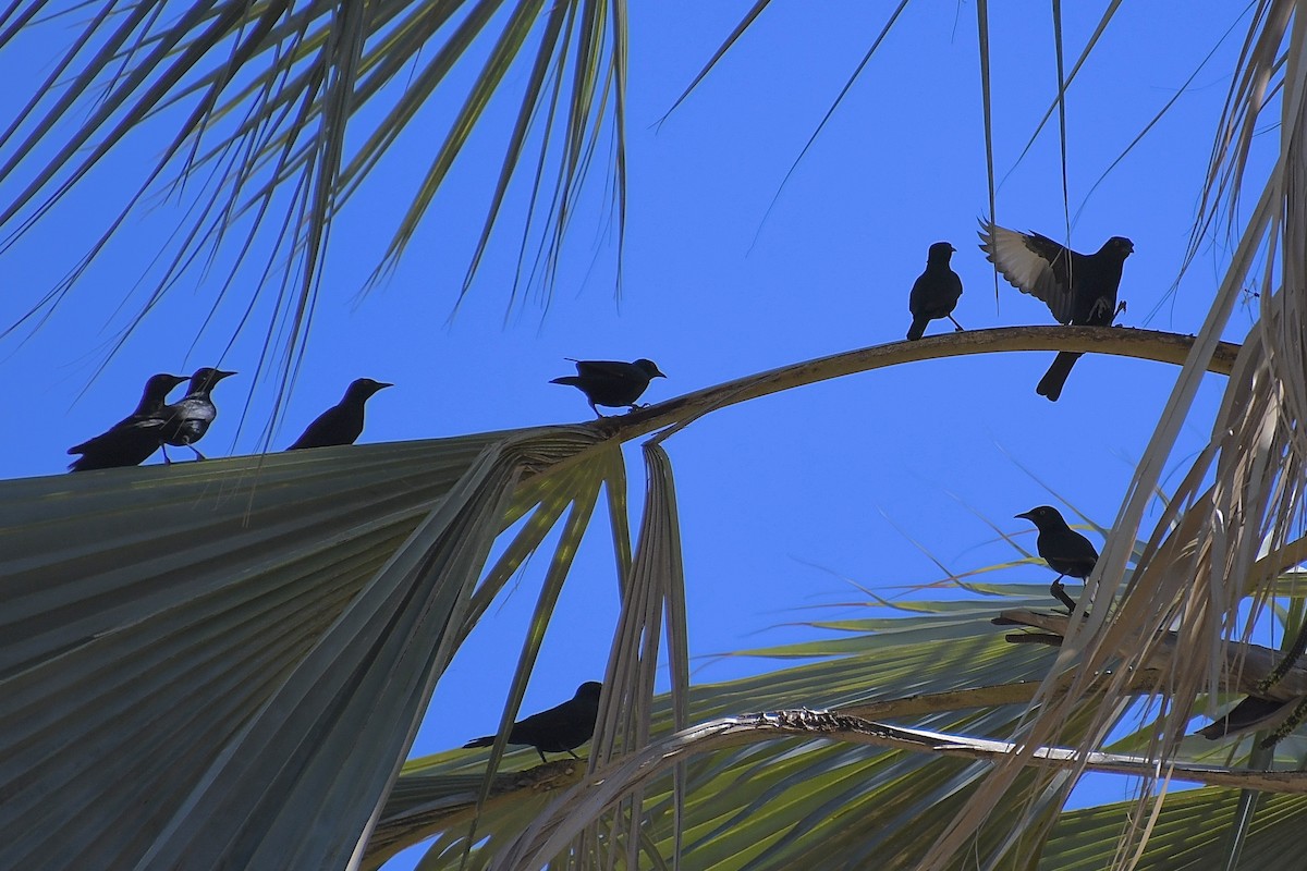 Pale-winged Starling - ML646776755