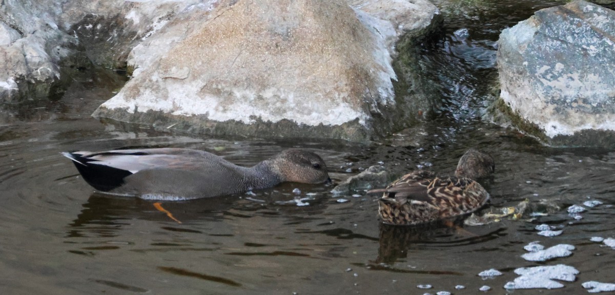 Boz Ördek - ML646776757