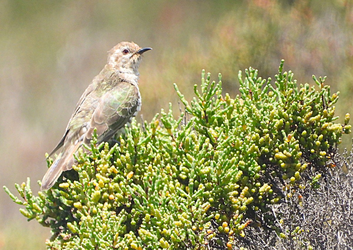 Рыжехвостая кукушка - ML646776758