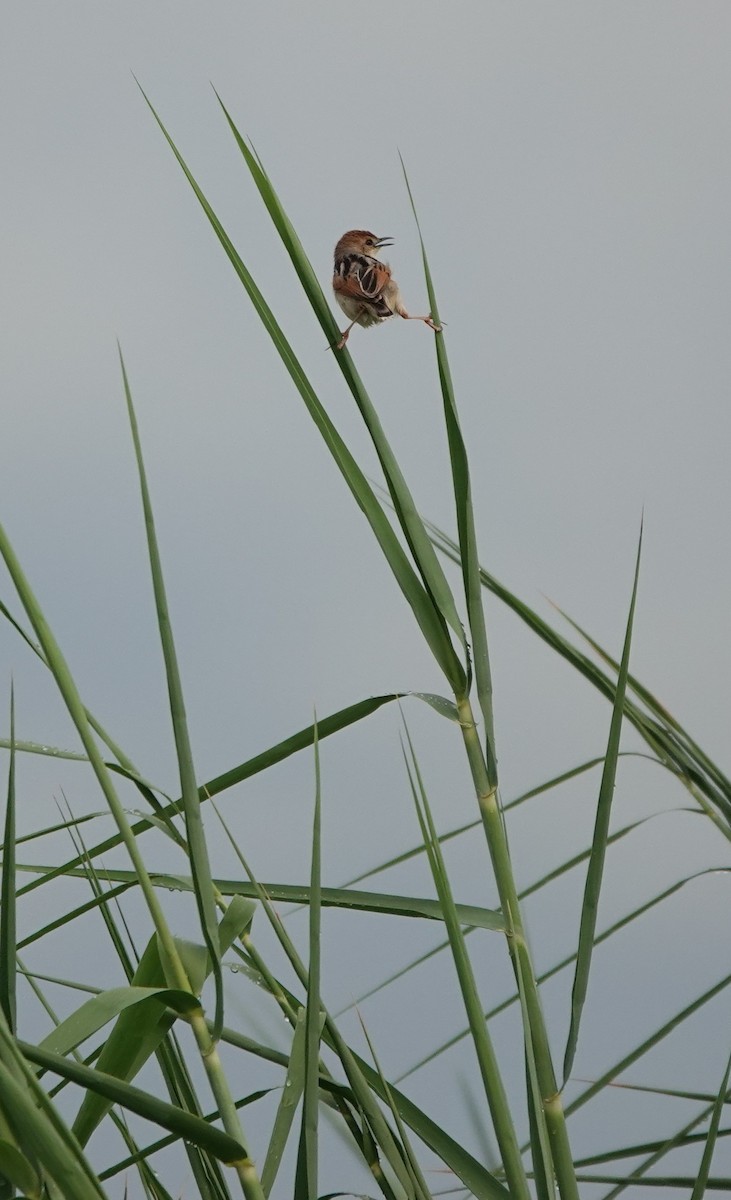 Замбезийская цистикола - ML646776759