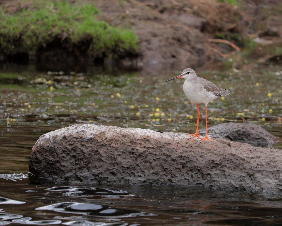Dunkelwasserläufer - ML646776761